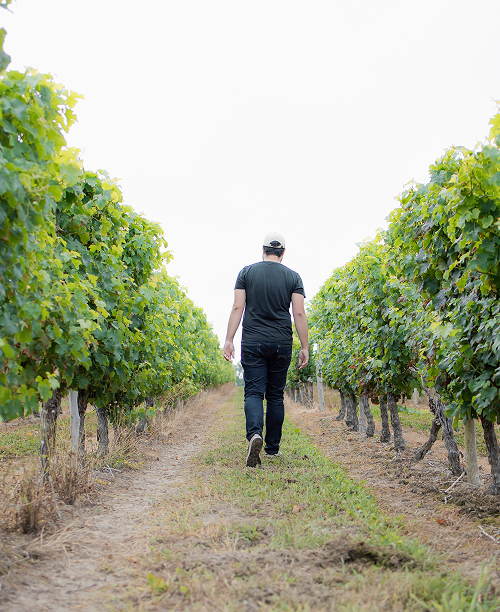 marcheur dans les vignes