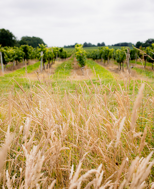 blé devant les vignes pour l'armagnac