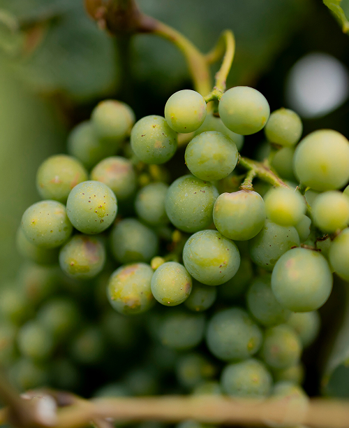 grappe de raisin